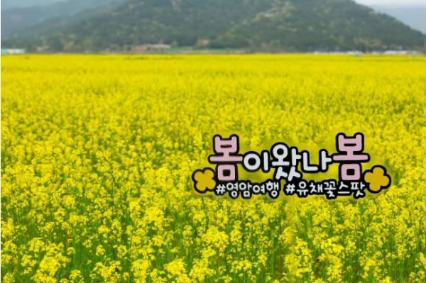 “유채꽃 한 송이에 봄을 담다” 영암군, 상춘객 맞이 프로그램 운영 기사 이미지